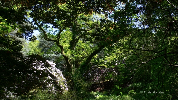 Bois des Moutiers (366) Mai 2012